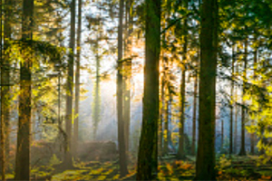 sustainable wood for sustainable lumber